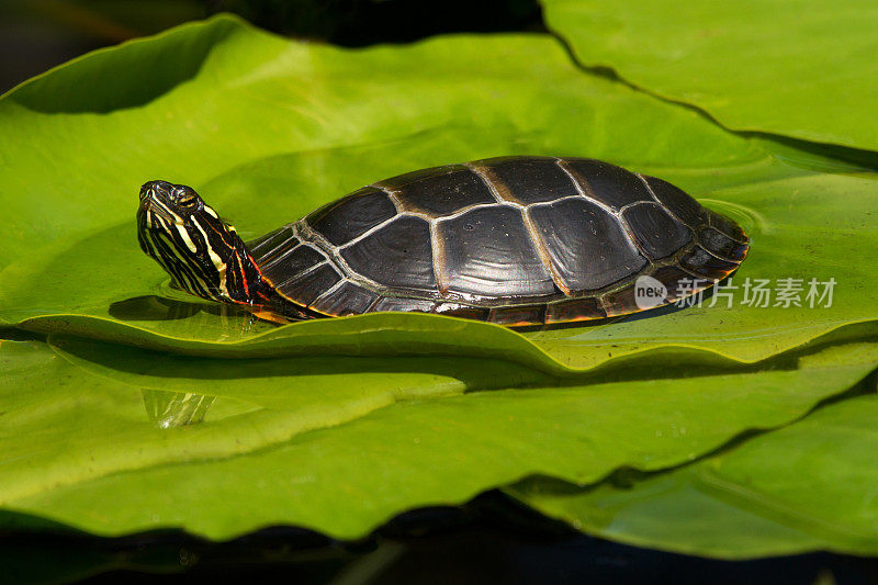 东方彩龟(Chrysemys picta)